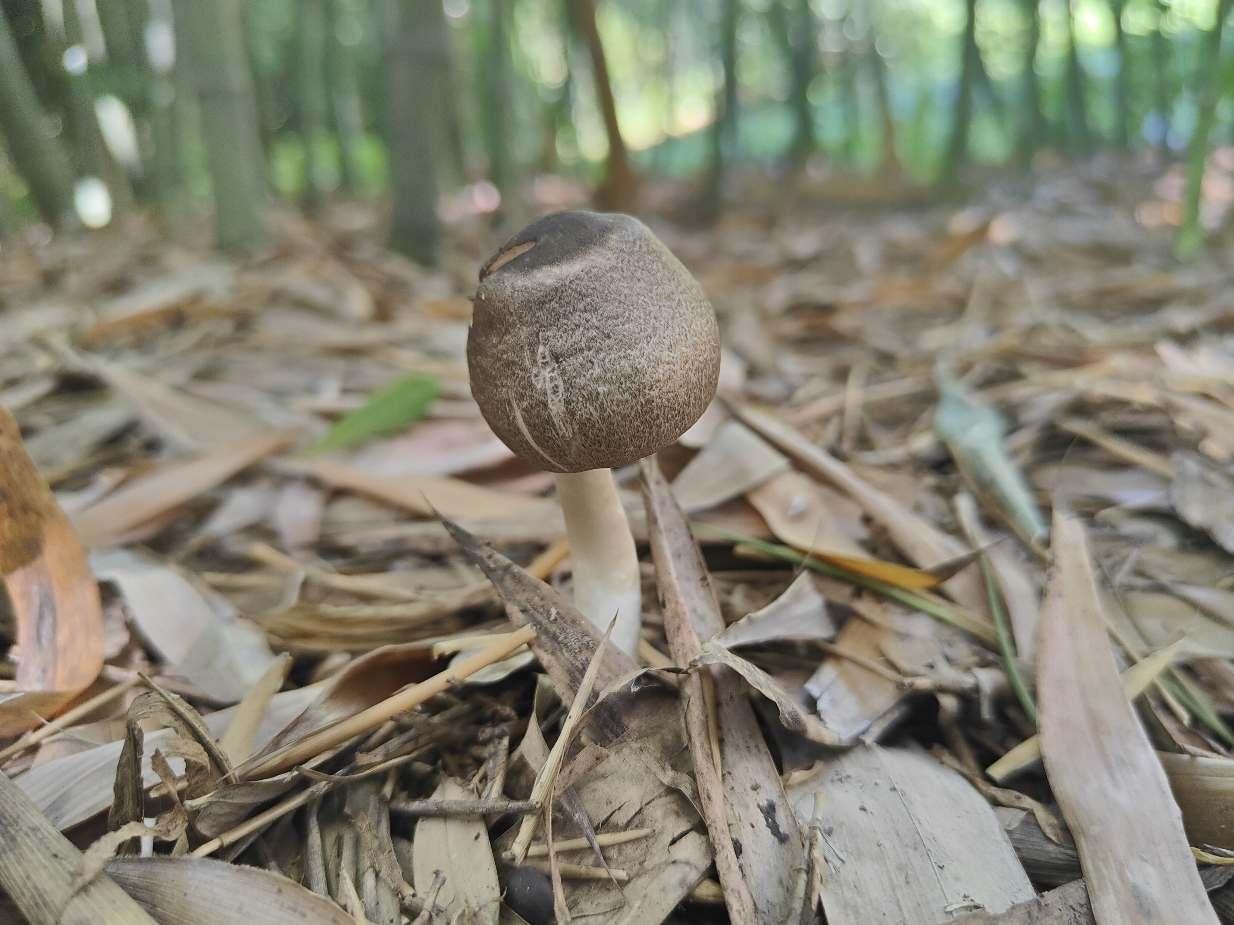 mushroom-image